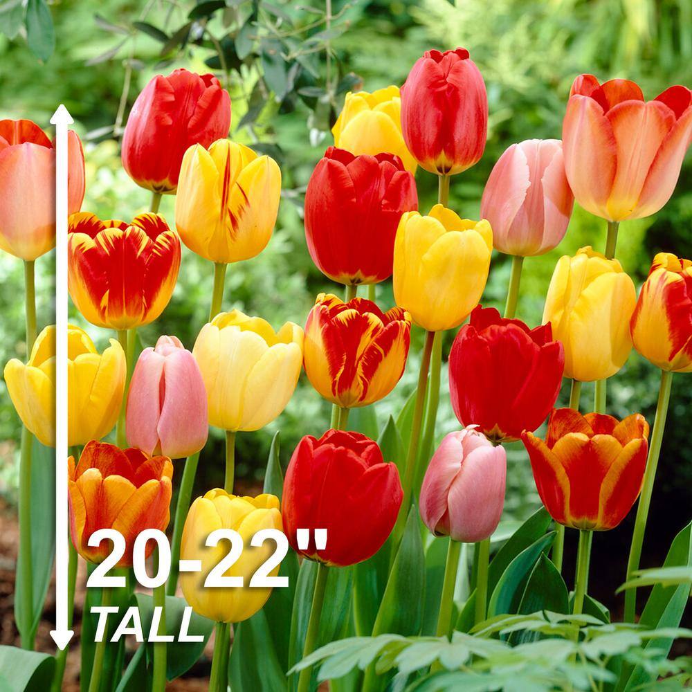  12/+ Cm, Darwin Hybrid Tequila Sunrise Mix Tulip Flower Bulbs (Bag Of 250)