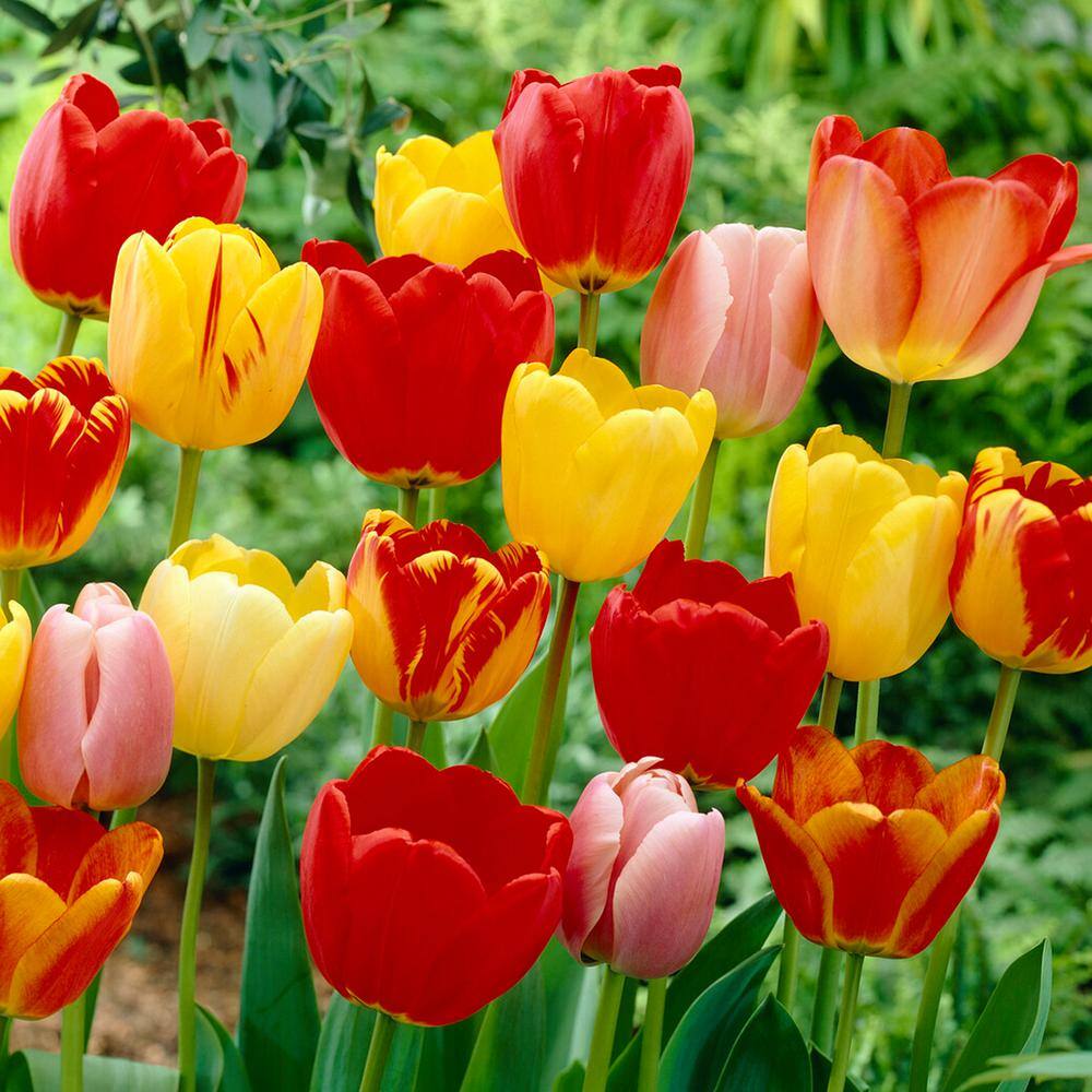  12/+ Cm, Darwin Hybrid Tequila Sunrise Mix Tulip Flower Bulbs (Bag Of 250)