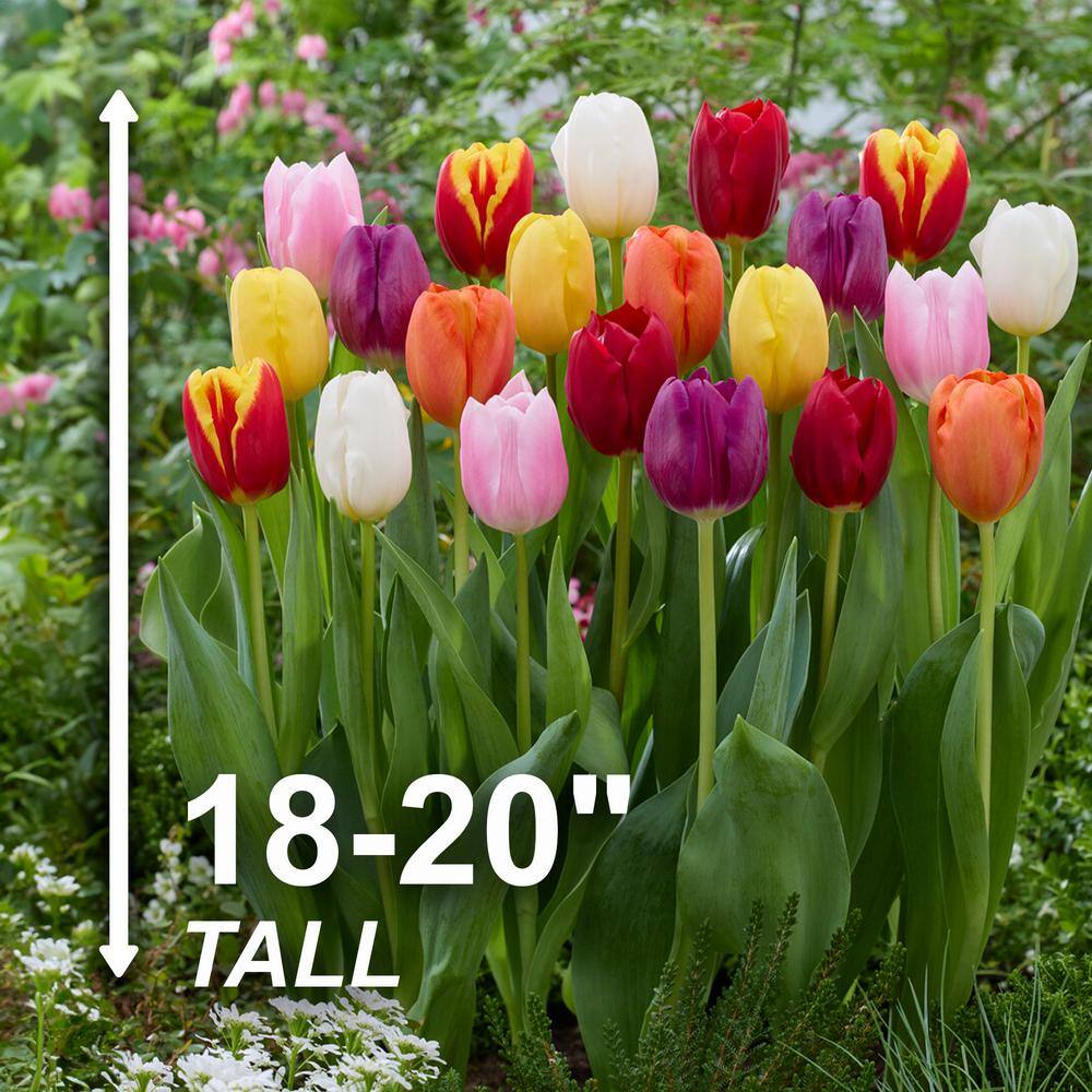  12/+ Cm, Breeders Mix Multi-Color Tulip Flower Bulbs (Bag Of 100)