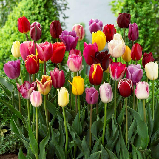  12/+ Cm, Breeders Mix Multi-Color Tulip Flower Bulbs (Bag Of 100)