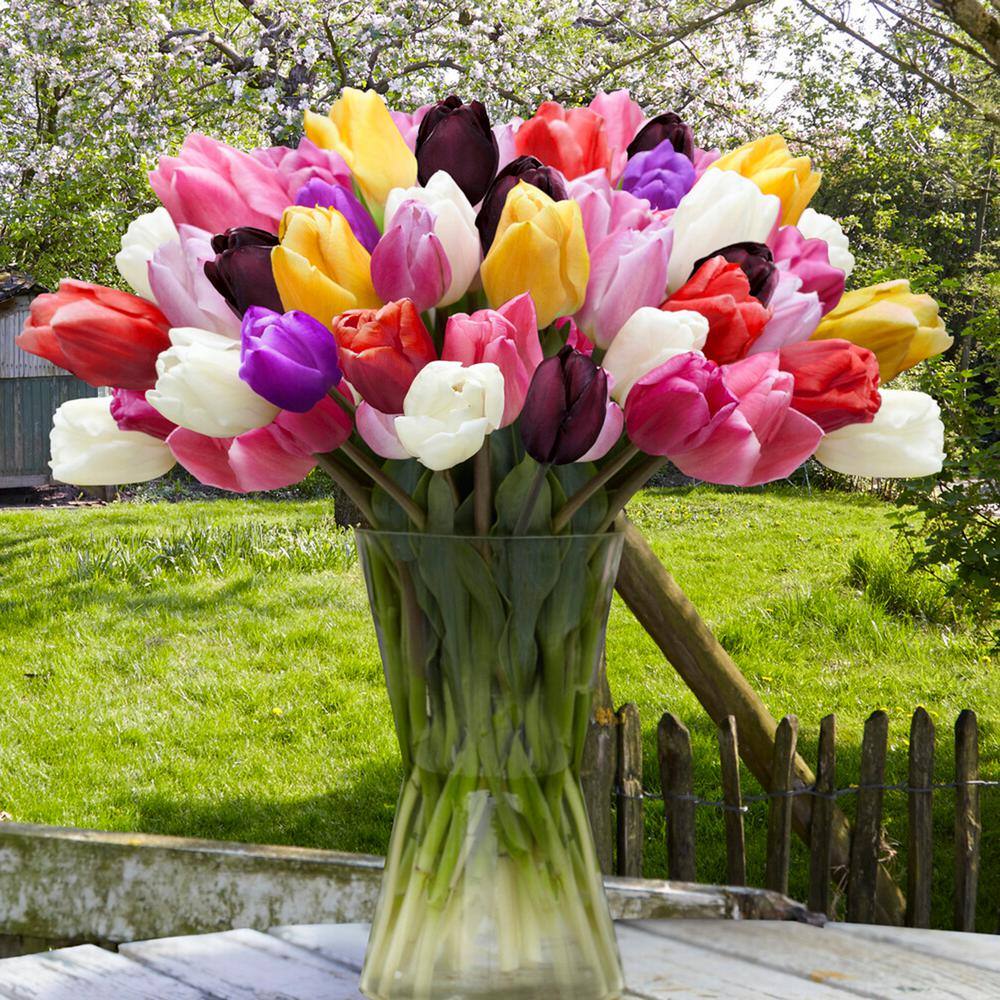  12/+ Cm, Breeders Mix Multi-color Tulip Flower Bulbs (Bag Of 25)