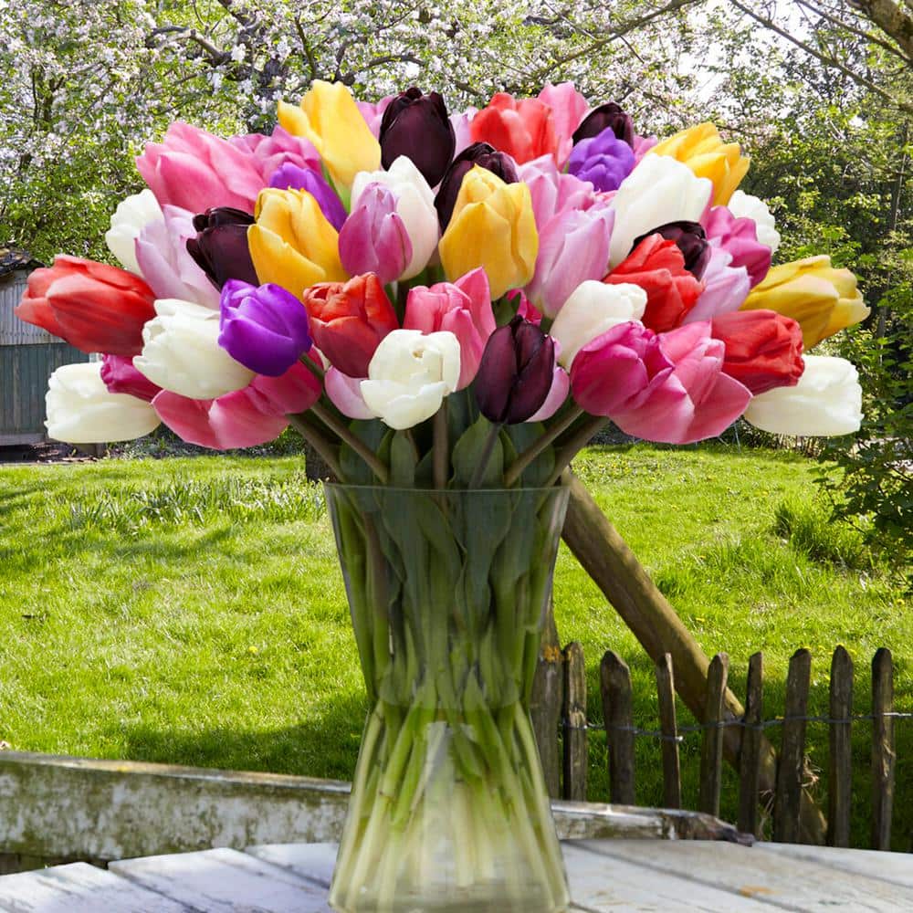  12/+ Cm, Breeders Mix Multi-Color Tulip Flower Bulbs (Bag Of 50)