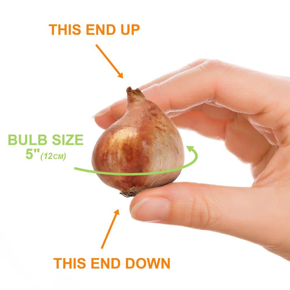  12/+ Cm, Single Early Royal Prince Mix Tulip Flower Bulbs (Bag Of 100)