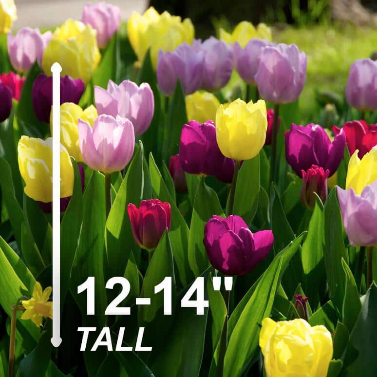  12/+ Cm, Single Early Royal Prince Mix Tulip Flower Bulbs (Bag Of 100)