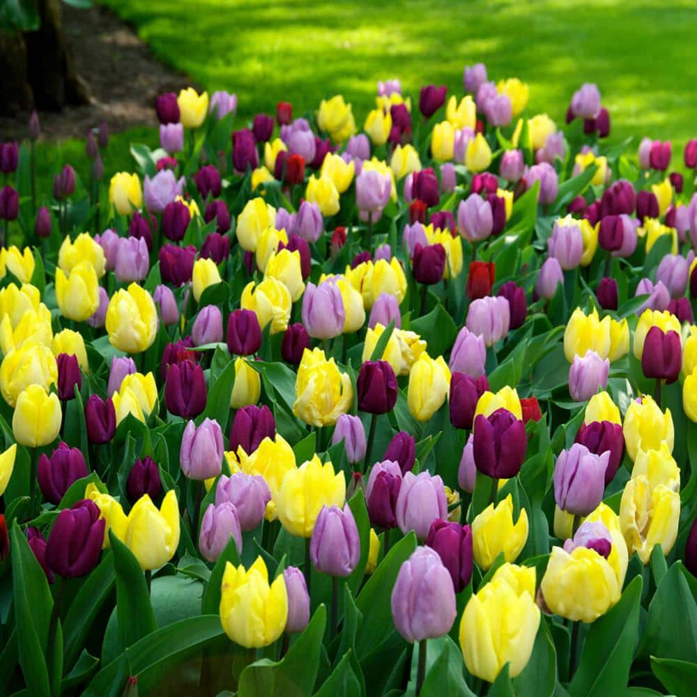  12/+ Cm, Single Early Royal Prince Mix Tulip Flower Bulbs (Bag Of 50)