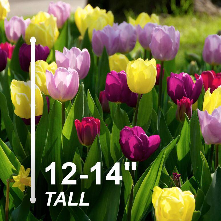  12/+ Cm, Single Early Royal Prince Mix Tulip Flower Bulbs (Bag Of 50)