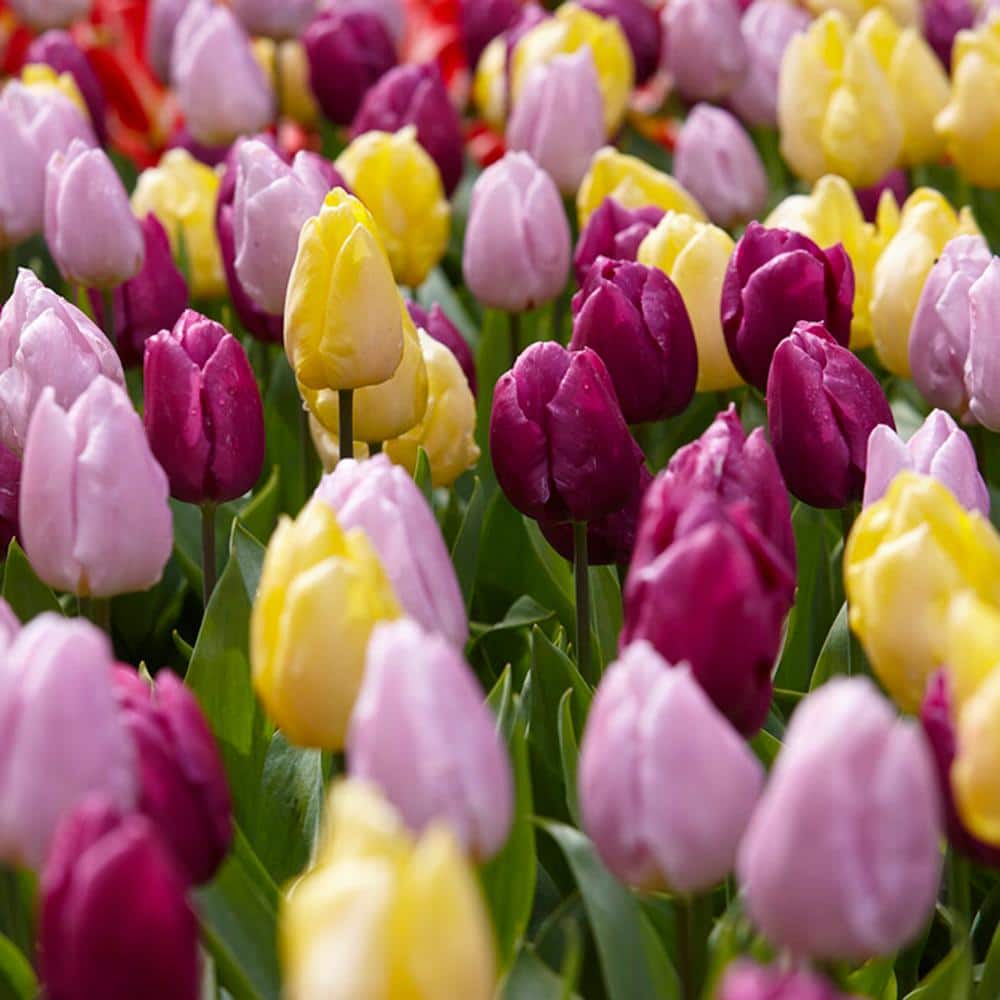  12/+ Cm, Single Early Royal Prince Mix Tulip Flower Bulbs (Bag Of 50)