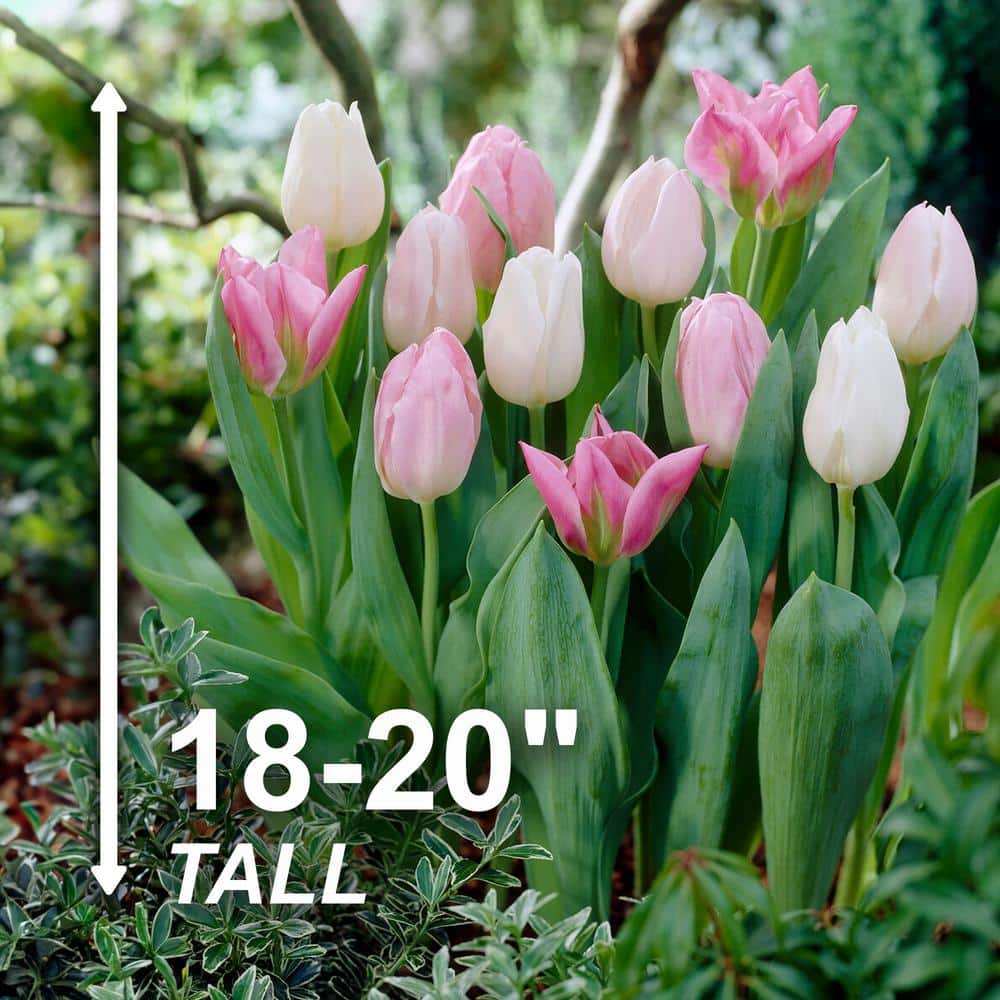  12/+ Cm, Easter Joy Mix Triumph Tulip Flower Bulbs (Bag Of 100)