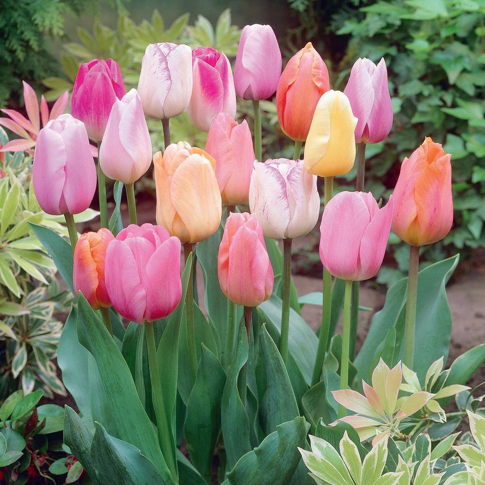  12/+ Cm, Easter Joy Mix Triumph Tulip Flower Bulbs (Bag Of 100)