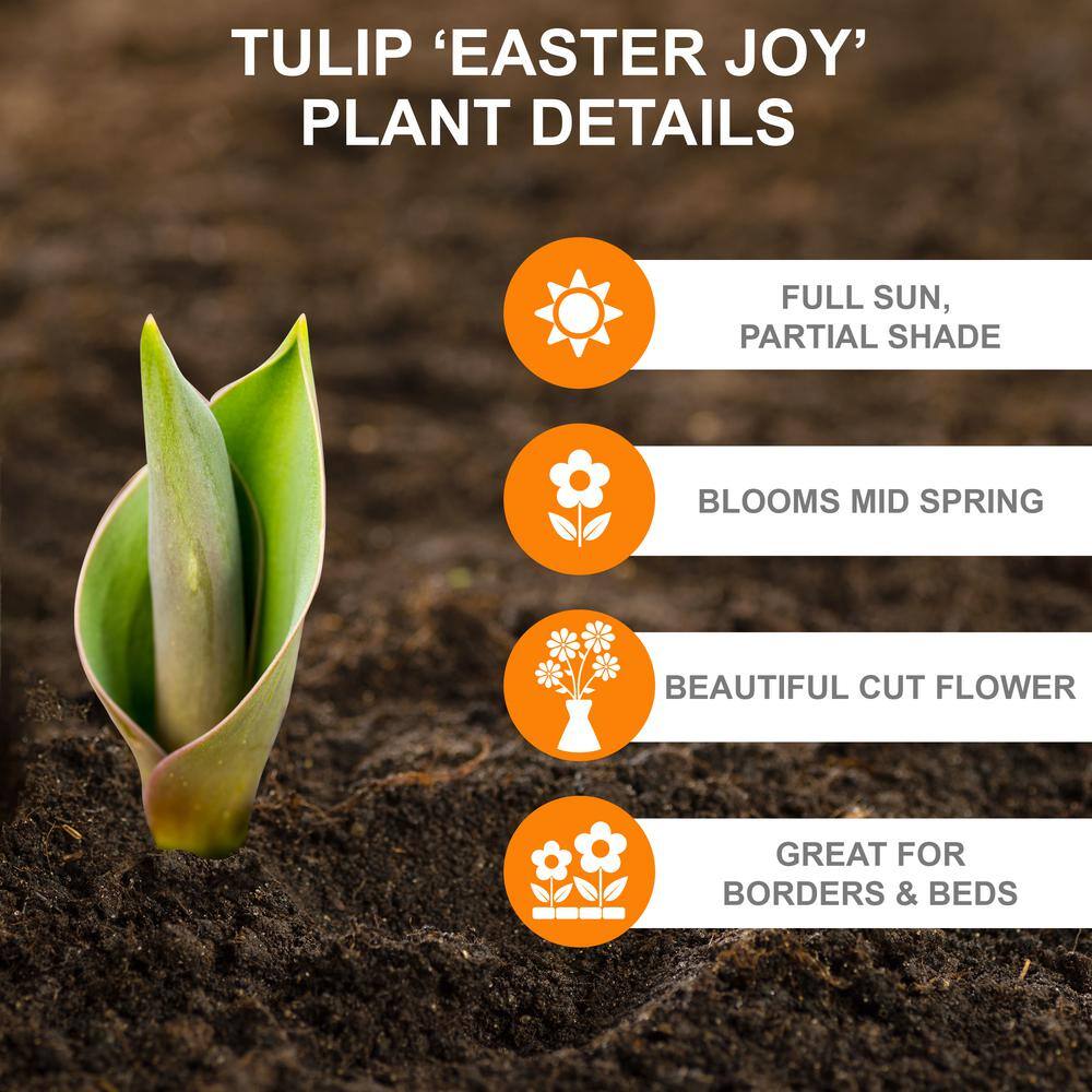  12/+ Cm, Easter Joy Mix Triumph Tulip Flower Bulbs (Bag Of 100)