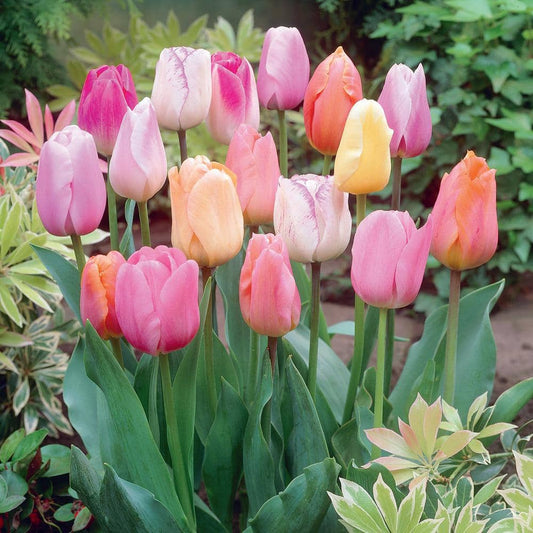  12/+ Cm, Easter Joy Mix Triumph Tulip Flower Bulbs (Bag Of 250)