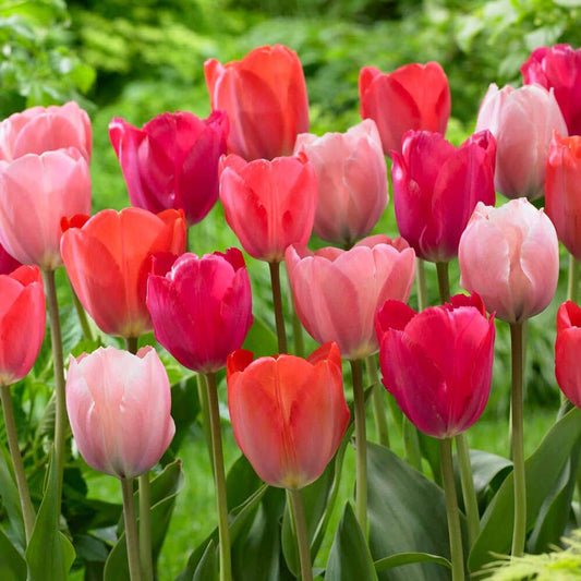  12/+ Cm, Darwin Hybrid Blush Mix Tulip Flower Bulbs (Bag Of 100)