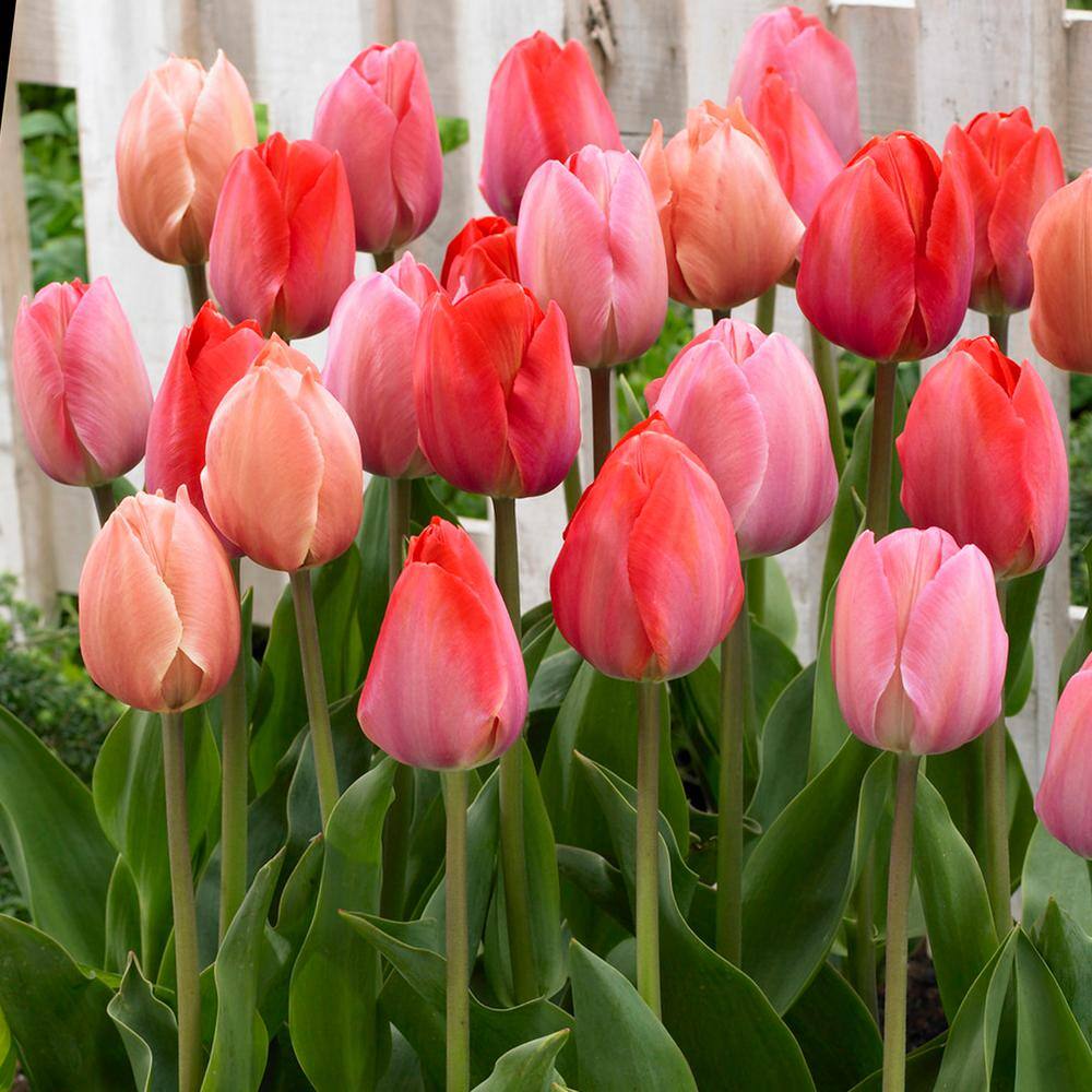  12/+ Cm, Darwin Hybrid Blush Mix Tulip Flower Bulbs (Bag Of 250)