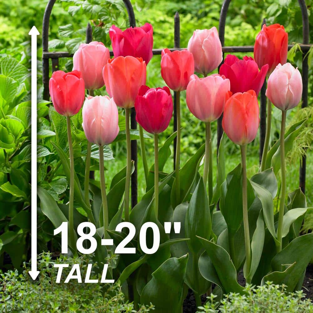  12/+ Cm, Darwin Hybrid Blush Mix Tulip Flower Bulbs (Bag Of 250)