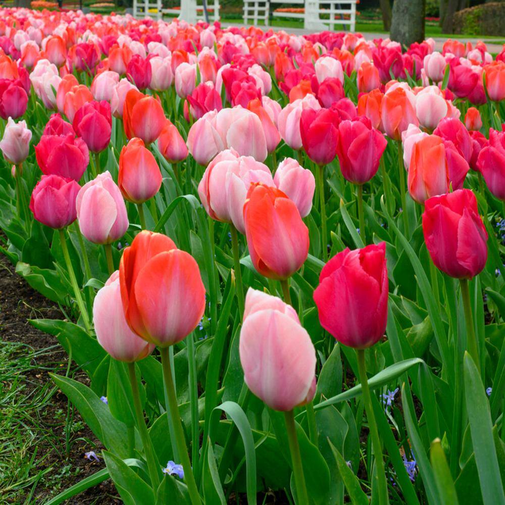 12/+ Cm, Darwin Hybrid Blush Mix Tulip Flower Bulbs (Bag Of 250)
