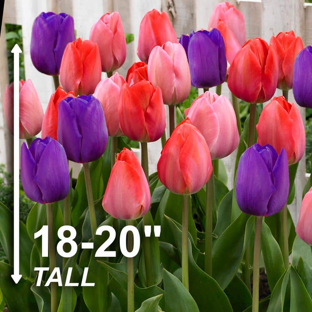  12/+ Cm, Bold Color Mix Triumph Tulip Flower Bulbs (Bag Of 100)