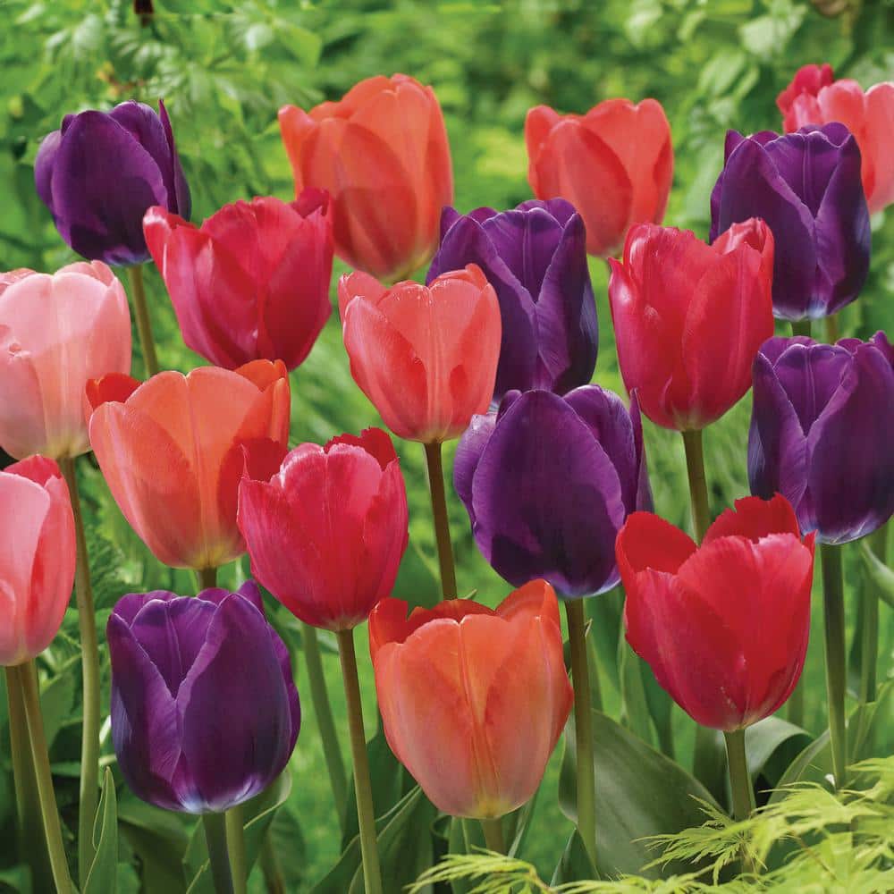  12/+ Cm, Bold Color Mix Triumph Tulip Flower Bulbs (Bag Of 100)