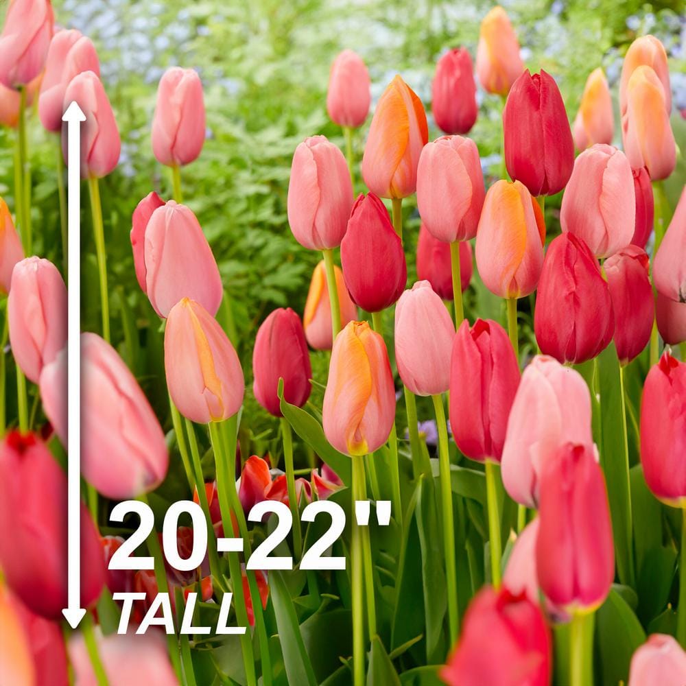  12/+ Cm, Darwin Hybrid Plant To Impress Mix Tulip Flower Bulbs (Bag Of 100)