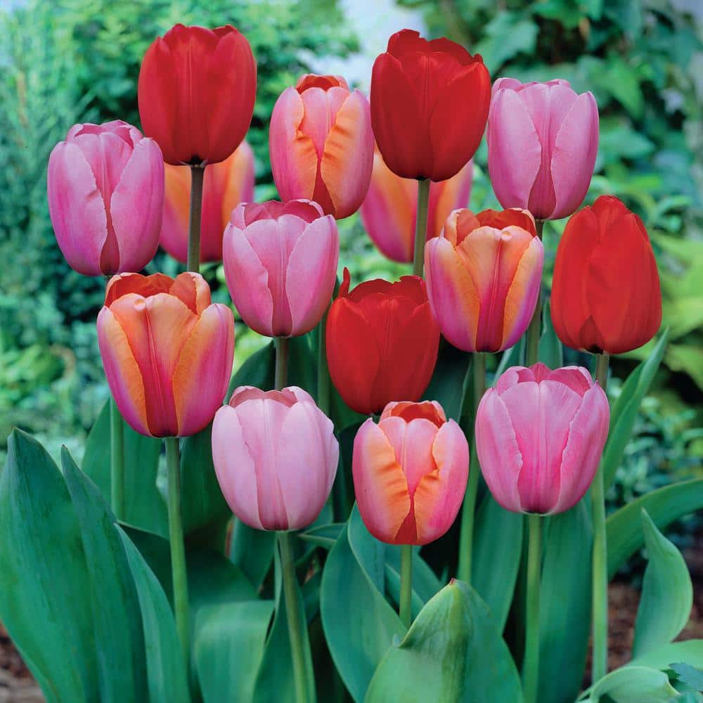  12/+ Cm, Darwin Hybrid Plant To Impress Mix Tulip Flower Bulbs (Bag Of 100)