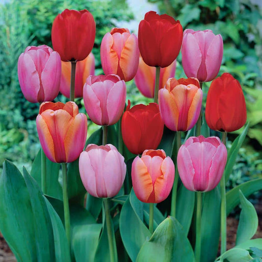  12/+ Cm, Darwin Hybrid Plant To Impress Mix Tulip Flower Bulbs (Bag Of 100)