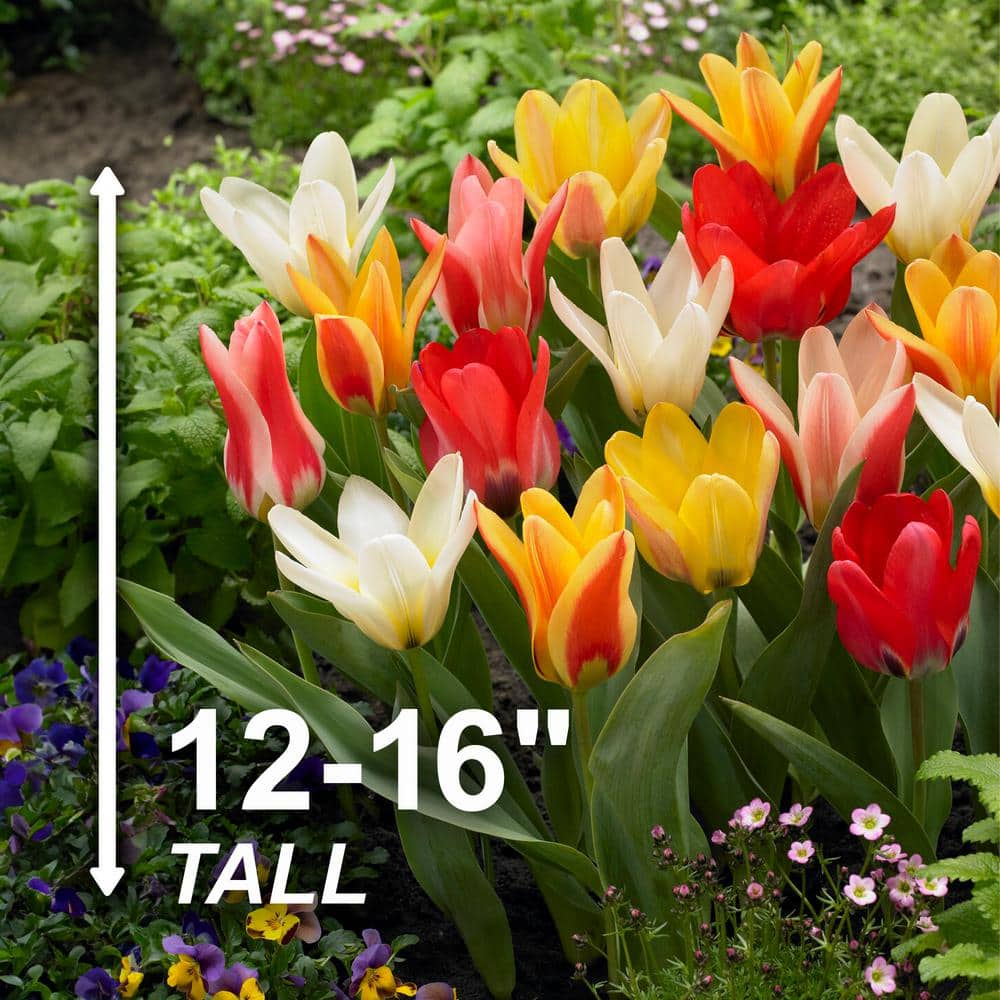  12/+ Cm, Emperor Mix Multi-color Fosteriana Tulip Flower Bulbs (Bag Of 25)