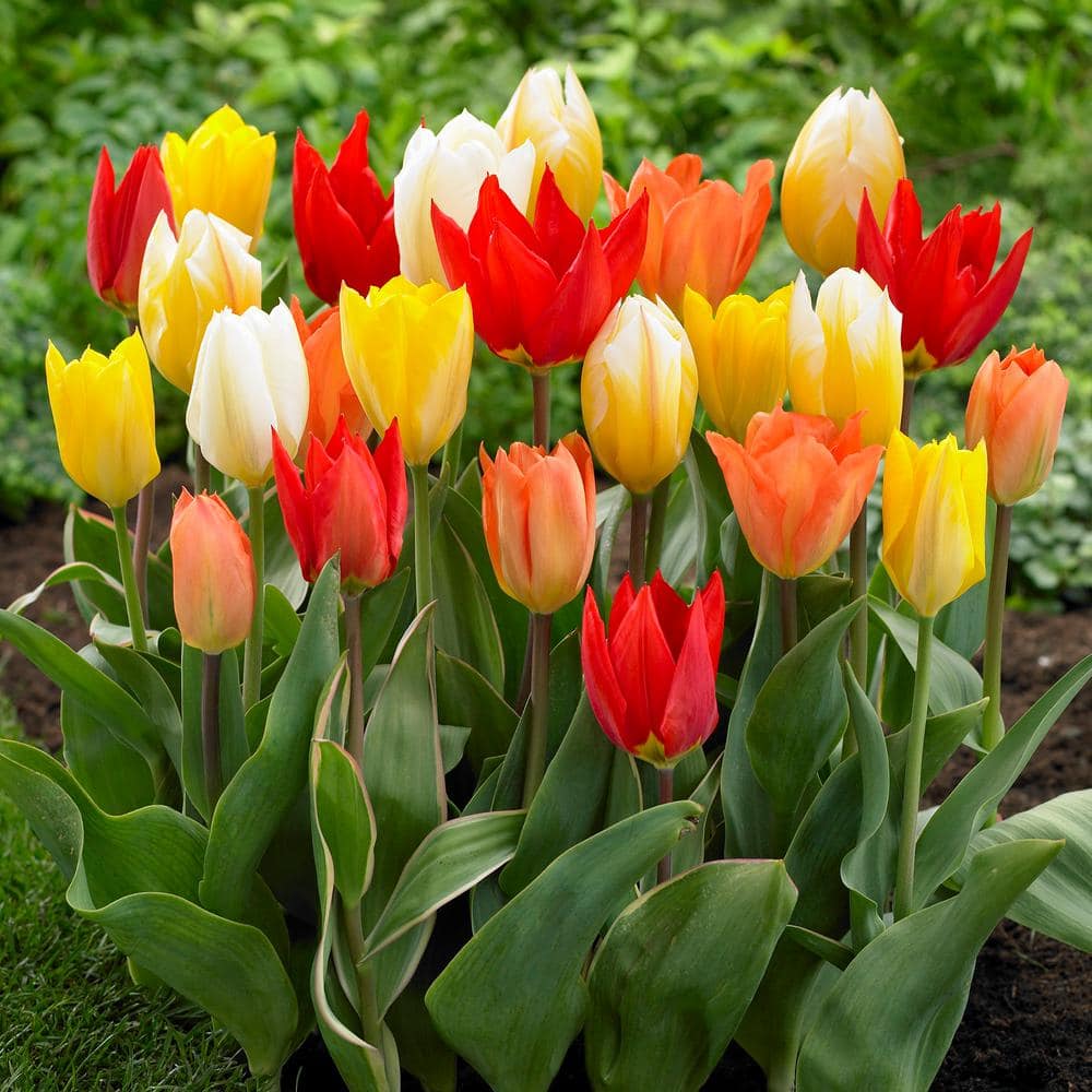  12/+ Cm, Emperor Mix Multi-color Fosteriana Tulip Flower Bulbs (Bag Of 25)