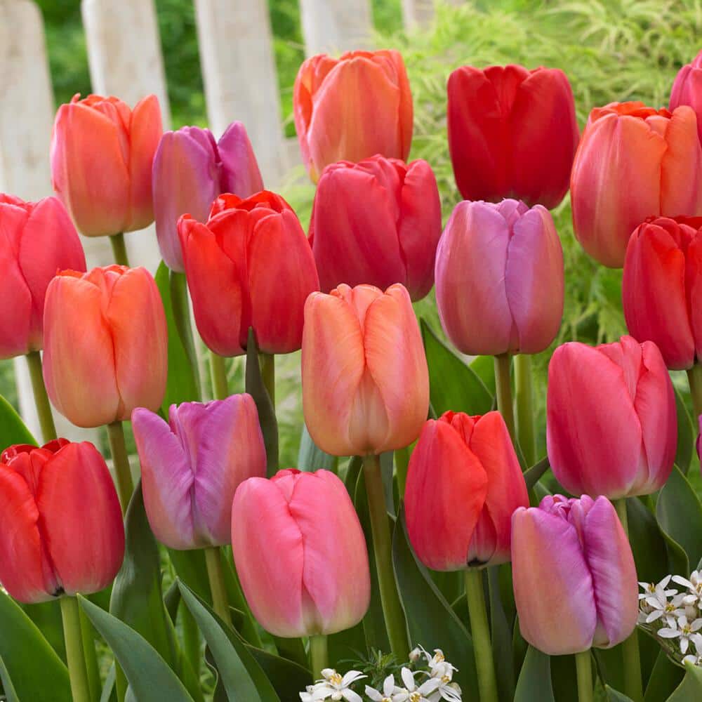 12/+ Cm, Darwin Hybrid Pride Mix Multi-Color Tulip Flower Bulbs (Bag Of 25)