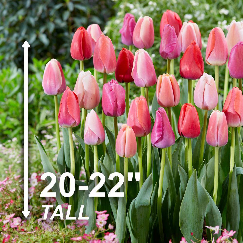  12/+ Cm, Darwin Hybrid Pride Mix Multi-Color Tulip Flower Bulbs (Bag Of 50)