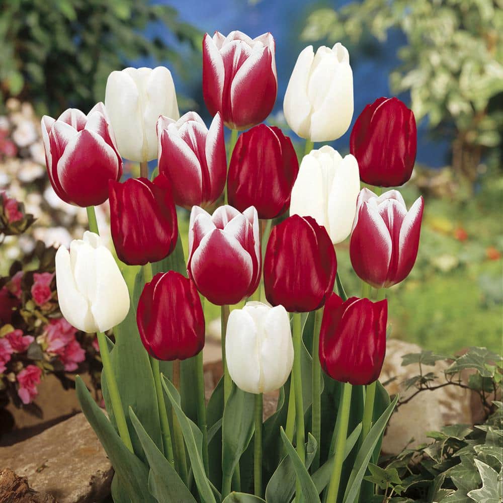  12/+ Cm, Candy Cane Mix Triumph Tulip Flower Bulbs (Bag Of 250)