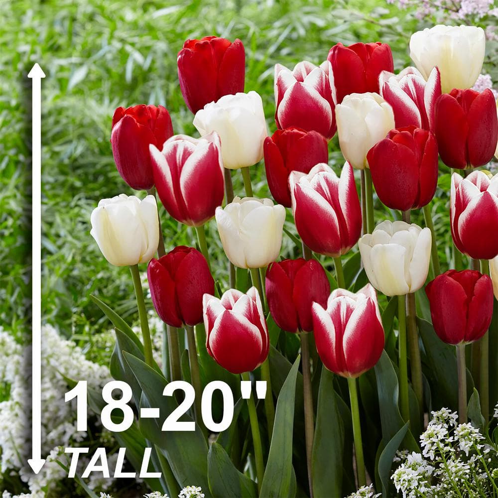  12/+ Cm, Candy Cane Mix Triumph Tulip Flower Bulbs (Bag Of 50)