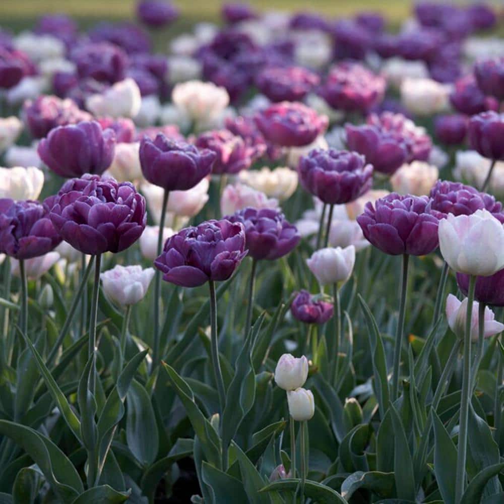  12/+ Cm, Double Dutch Double Late Mix Tulip Flower Bulbs (Bag Of 100)