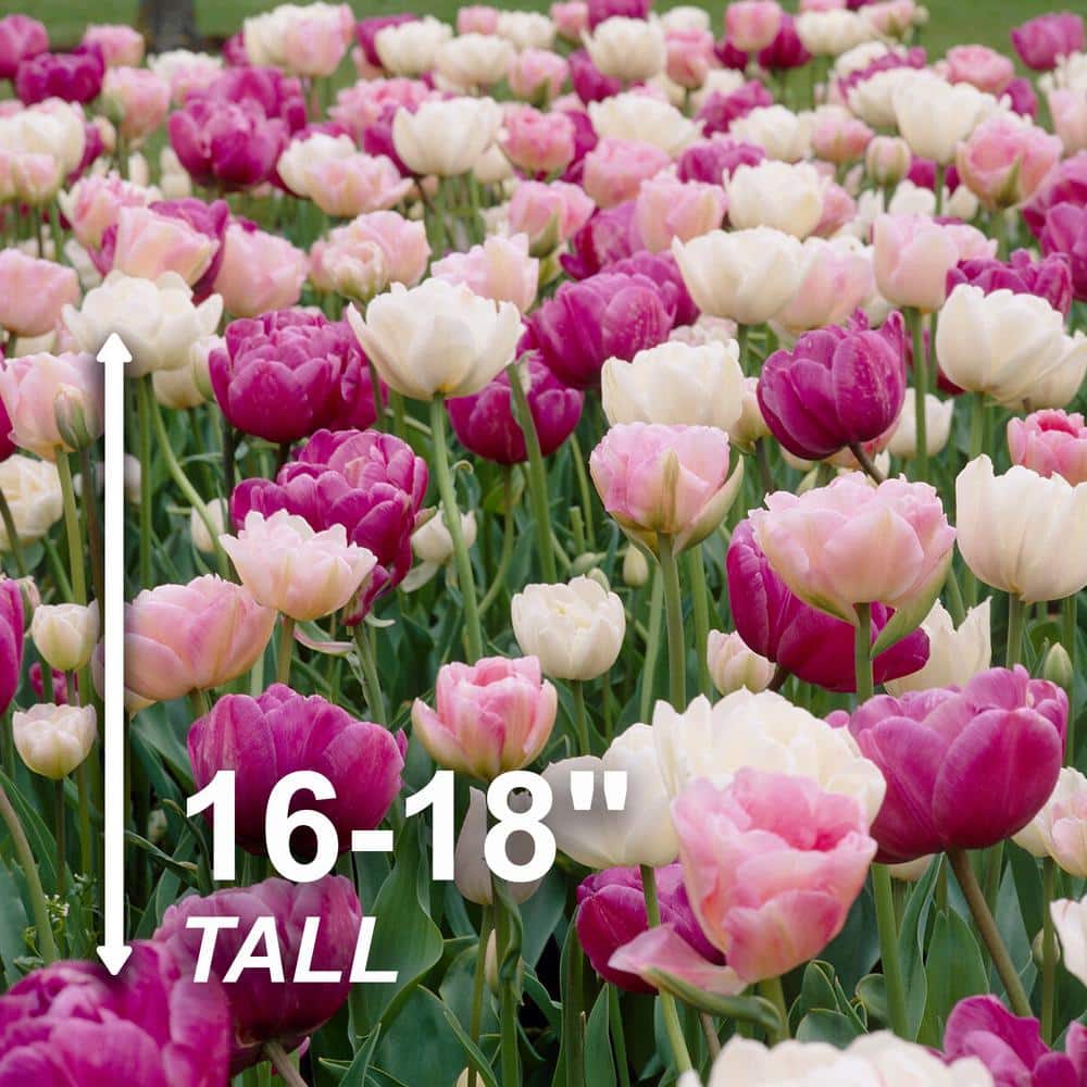  12/+ Cm, Double Dutch Double Late Mix Tulip Flower Bulbs (Bag Of 100)