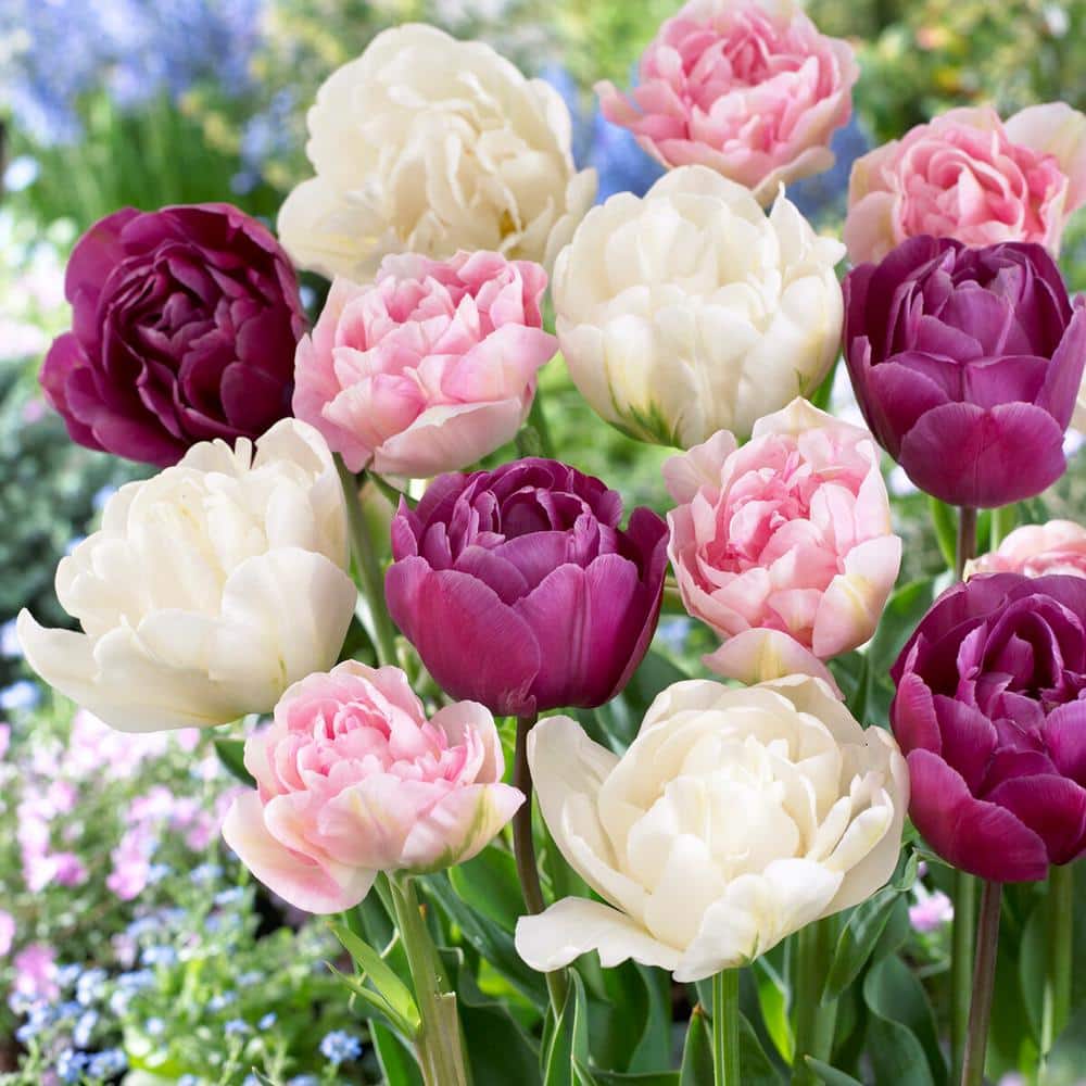  12/+ Cm, Double Dutch Double Late Mix Tulip Flower Bulbs (Bag Of 100)