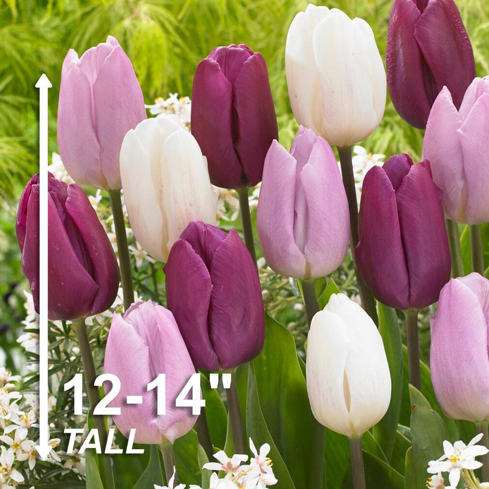  12/+ Cm, Dutch Prince Mix Single Early Tulip Flower Bulbs (Bag Of 100)
