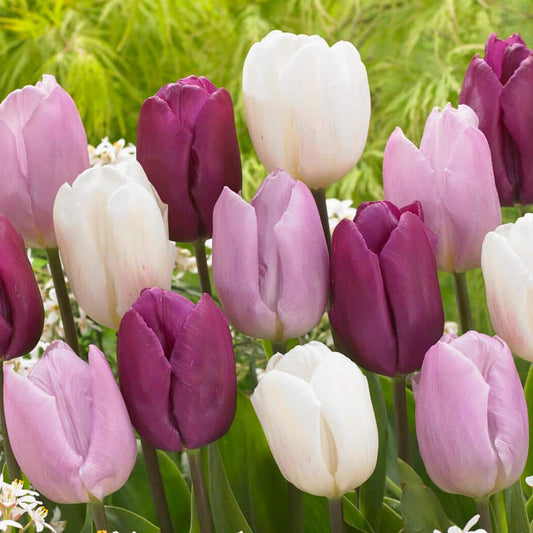  12/+ Cm, Dutch Prince Mix Single Early Tulip Flower Bulbs (Bag Of 250)