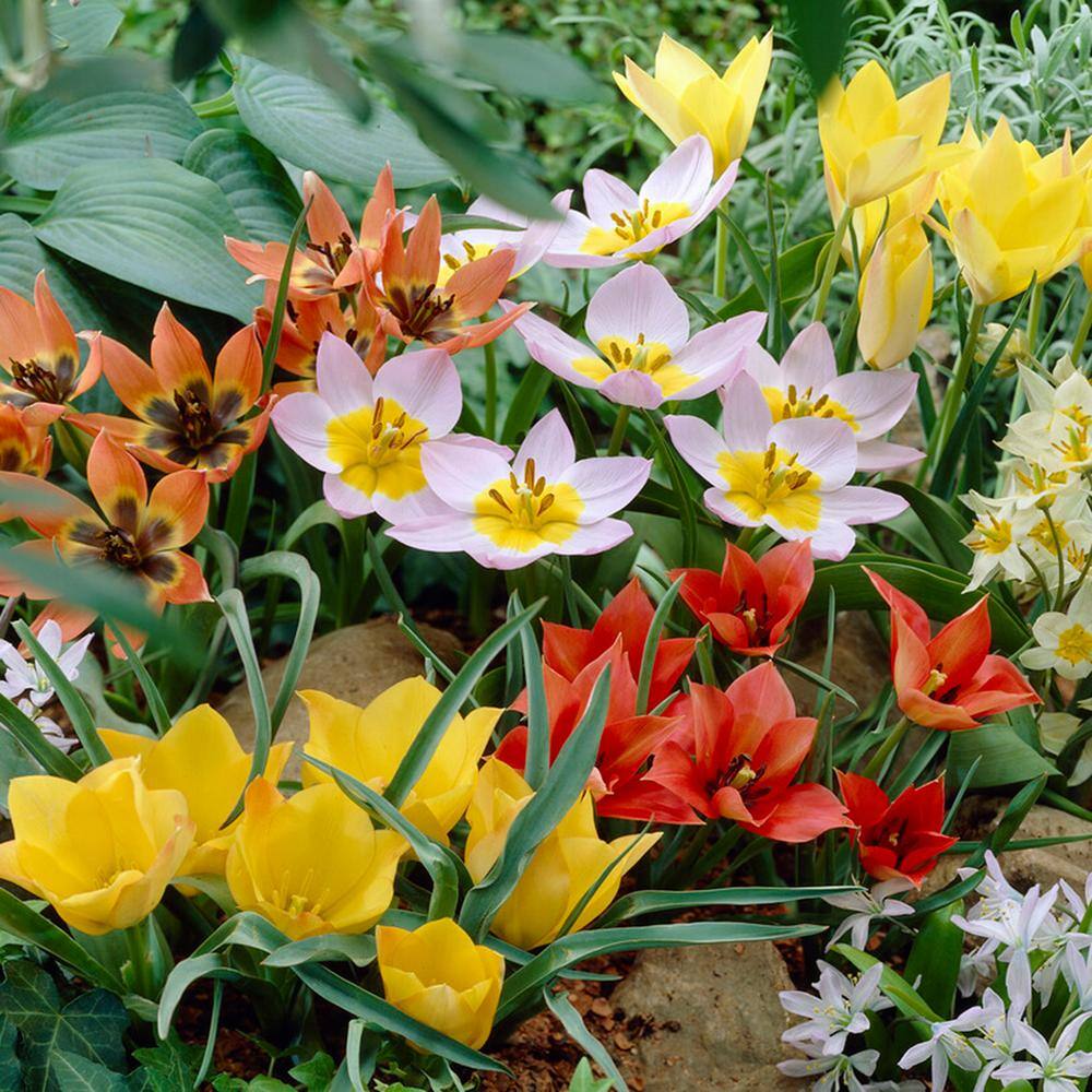  6/Plus Cm, Wildflower Mix Multi-Color Tulip Flower Bulbs (Bag Of 25)