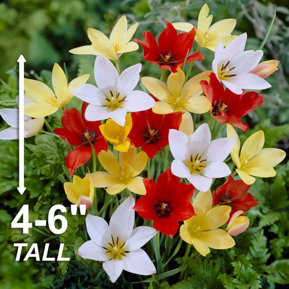  6/Plus Cm, Wildflower Mix Multi-Color Tulip Flower Bulbs (Bag Of 25)