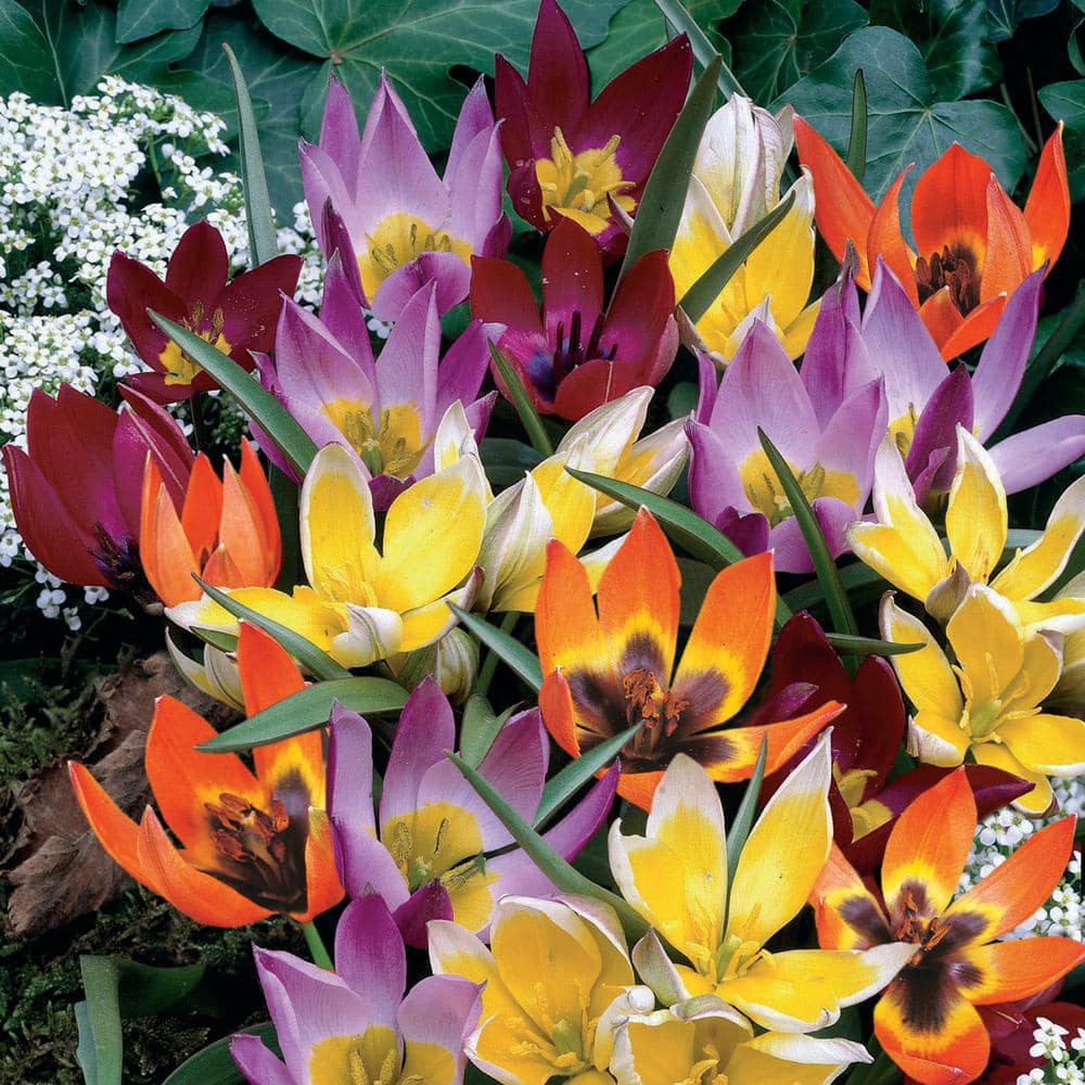 6/Plus Cm, Wildflower Mix Multi-Color Tulip Flower Bulbs (Bag Of 25)