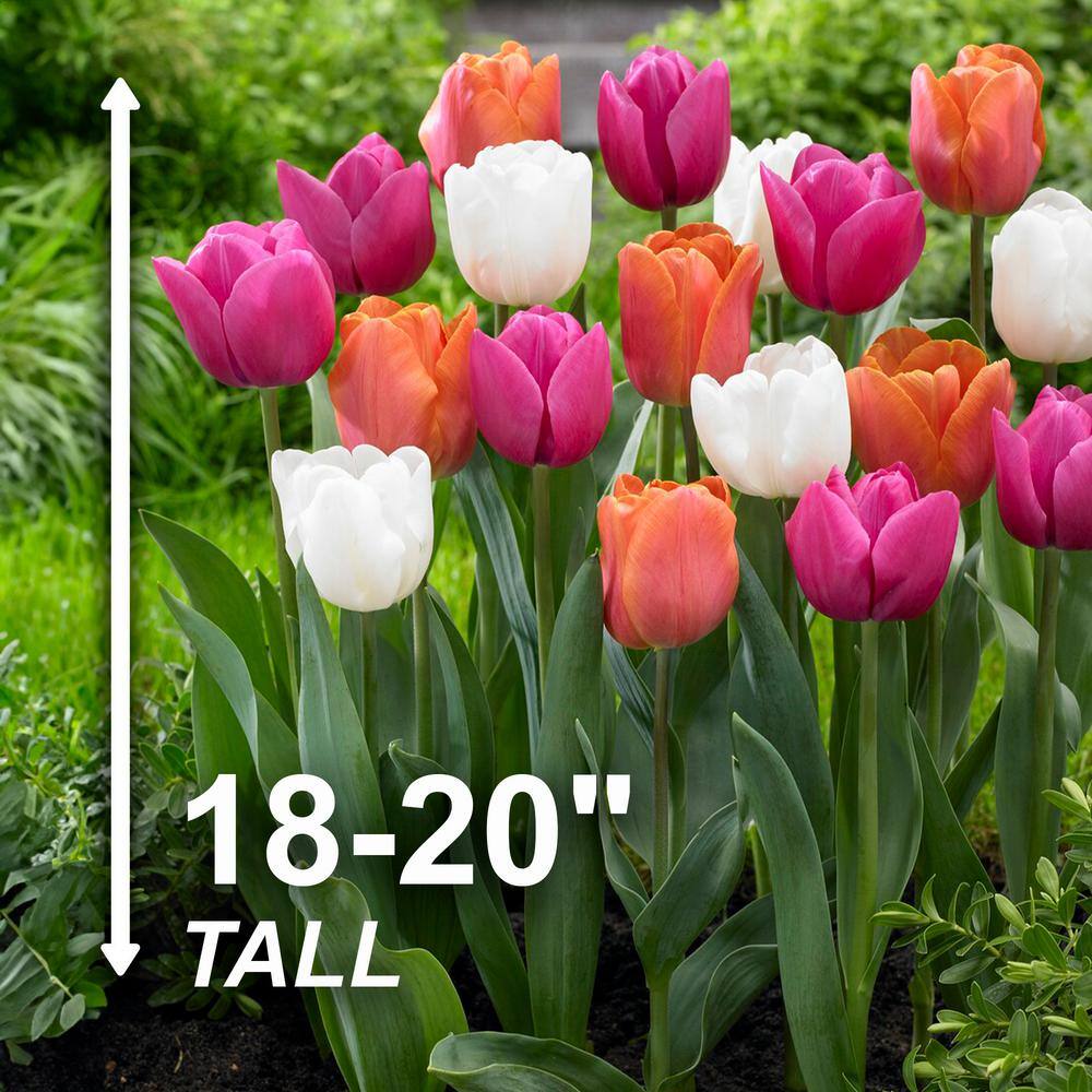  12/+ Cm, Coffee And Donut Mix Triumph Tulip Flower Bulbs (Bag Of 50)