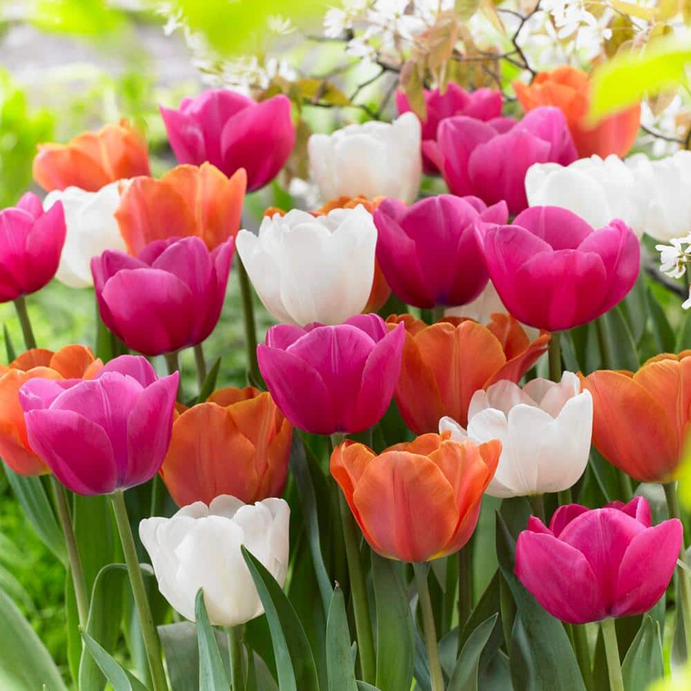  12/+ Cm, Coffee And Donut Mix Triumph Tulip Flower Bulbs (Bag Of 50)