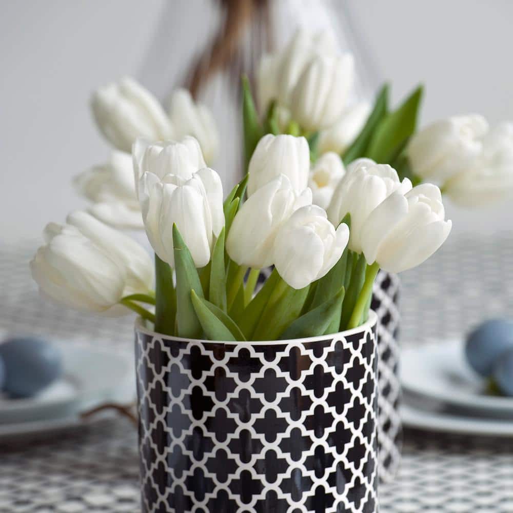  12/+ Cm, Hakuun Darwin Hybrid Tulip Flower Bulbs, White (Bag Of 25)