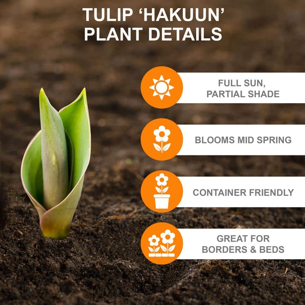  12/+ Cm, Hakuun Darwin Hybrid Tulip Flower Bulbs, White (Bag Of 25)