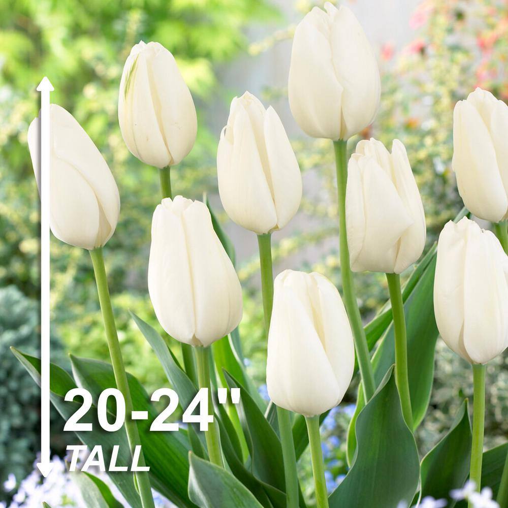  12/+ Cm, Hakuun Darwin Hybrid Tulip Flower Bulbs, White (Bag Of 250)
