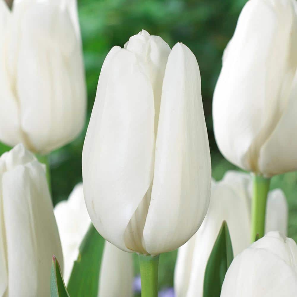  12/+ Cm, Hakuun Darwin Hybrid Tulip Flower Bulbs, White (Bag Of 250)