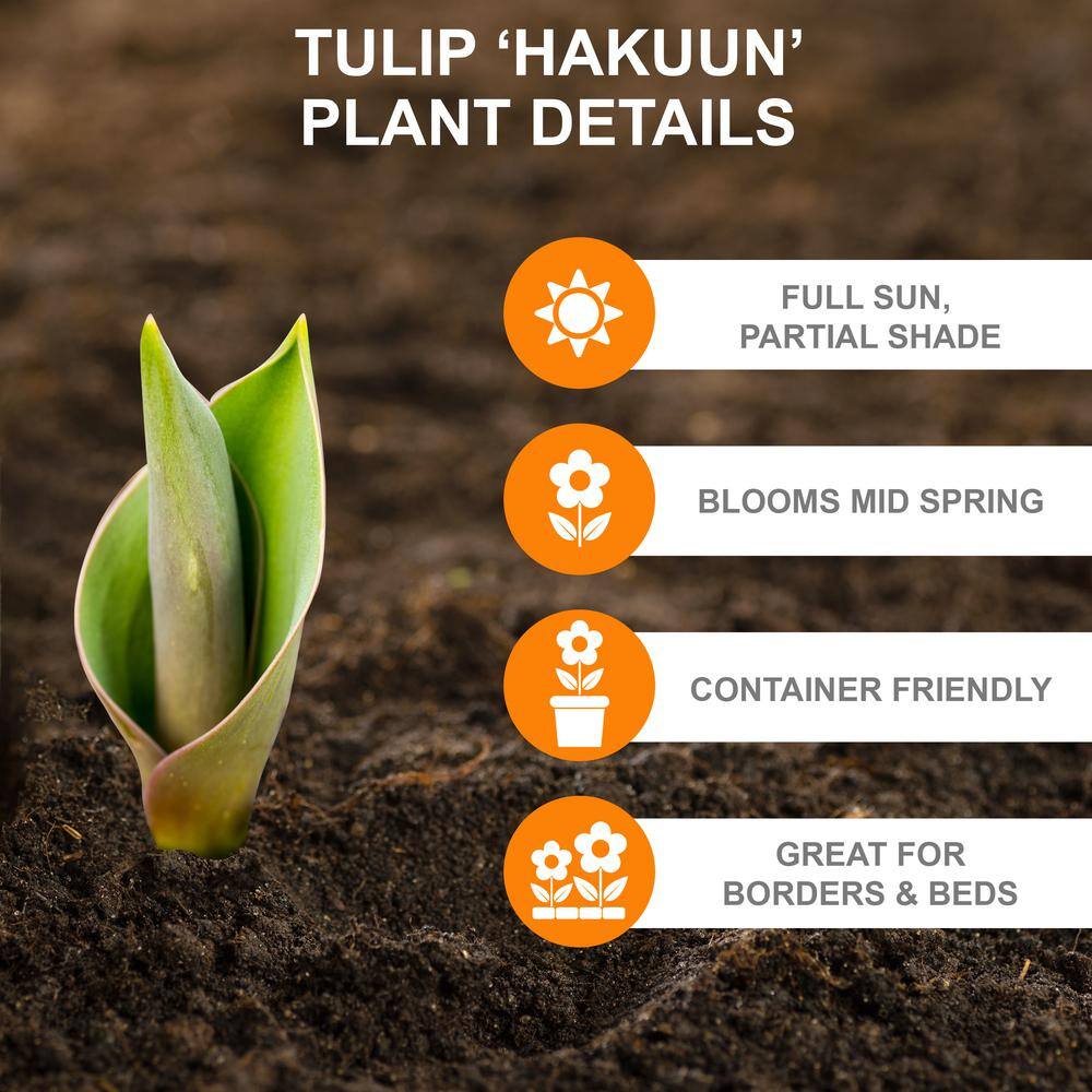  12/+ Cm, Hakuun Darwin Hybrid Tulip Flower Bulbs, White (Bag Of 250)