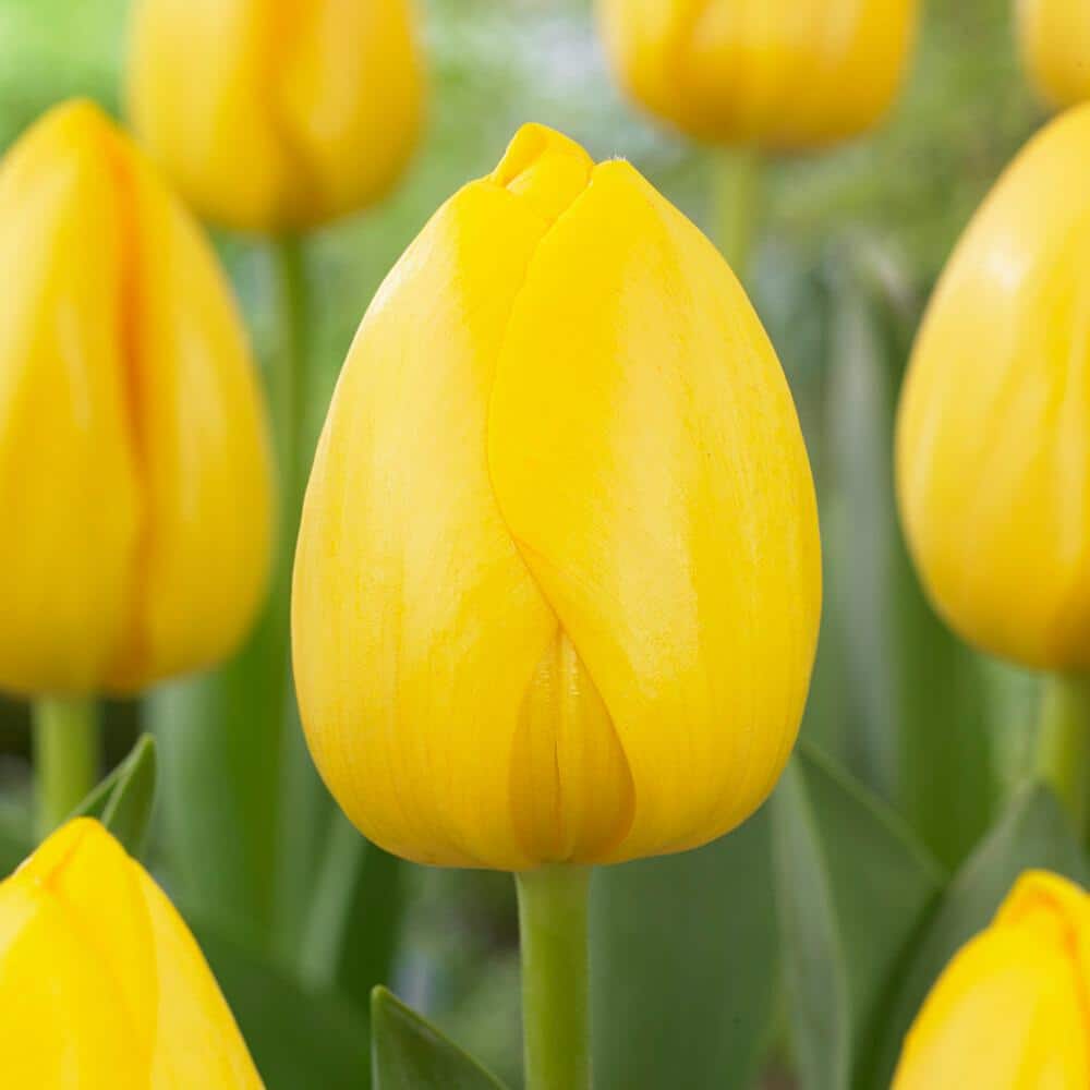  12/+ Cm, Yellow Impression Darwin Hybrid Tulip Flower Bulbs (Bag Of 25)