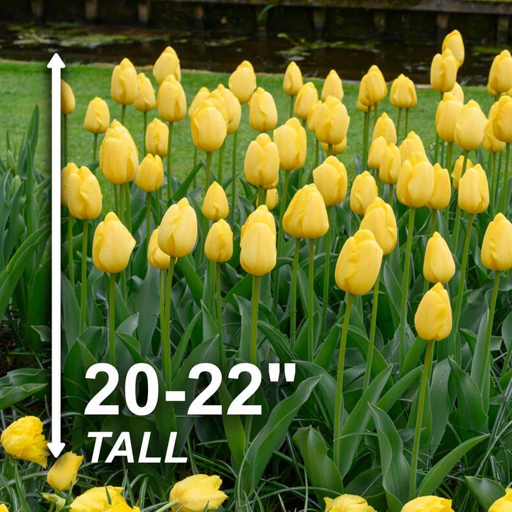  12/+ Cm, Yellow Impression Darwin Hybrid Tulip Flower Bulbs (Bag Of 50)