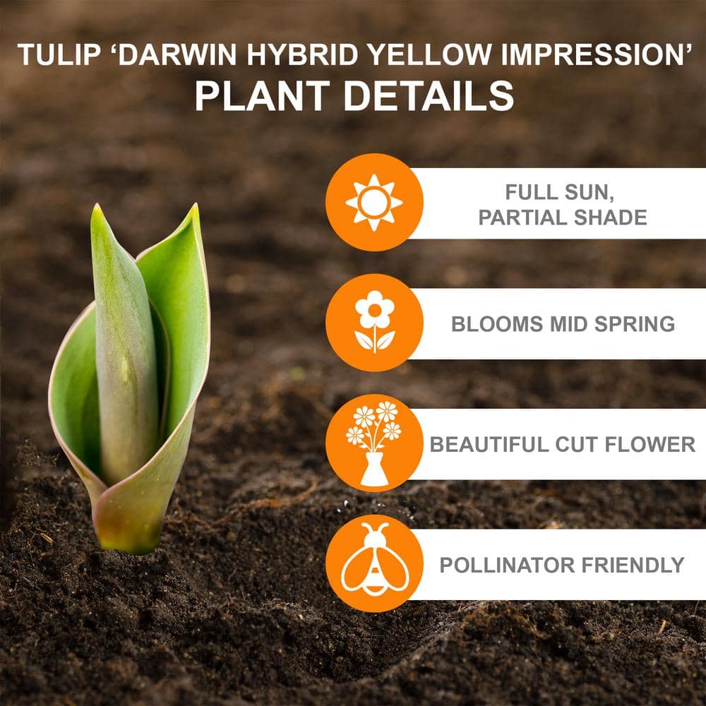  12/+ Cm, Yellow Impression Darwin Hybrid Tulip Flower Bulbs (Bag Of 50)
