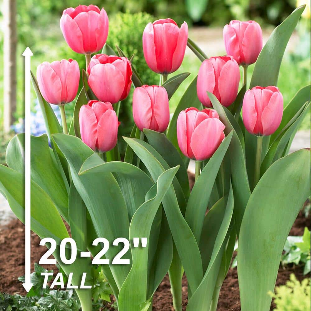  12/+ Cm, Pink Impression Darwin Hybrid Tulip Flower Bulbs (Bag Of 100)