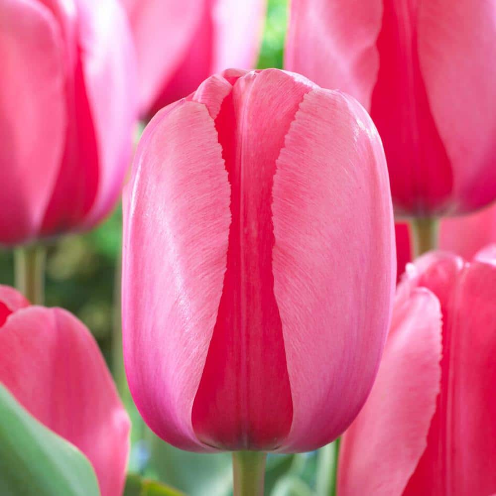  12/+ Cm, Pink Impression Darwin Hybrid Tulip Flower Bulbs (Bag Of 100)